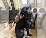 Small Photo #2 Mutt Puppy For Sale in Rootstown, OH, USA