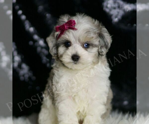 Medium Photo #116 Maltipoo Puppy For Sale in WARSAW, IN, USA