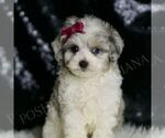 Small Photo #116 Maltipoo Puppy For Sale in WARSAW, IN, USA