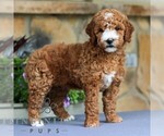 Small #3 Goldendoodle (Miniature)