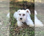 Small Photo #1 Schnauzer (Miniature) Puppy For Sale in HOUSTON, TX, USA