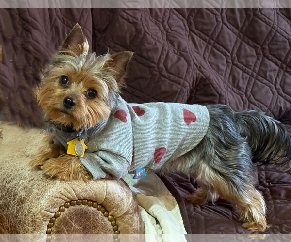 Medium Photo #3  Puppy For Sale in , 