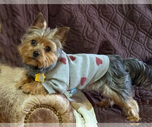 Mutt Dogs for adoption in Allentown,, PA, USA