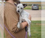Small #3 Mutt