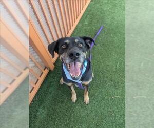 Rottweiler-Unknown Mix Dogs for adoption in Las Vegas, NV, USA