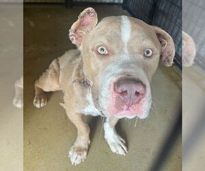 American Pit Bull Terrier Dogs for adoption in Riverside, CA, USA