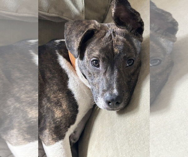 Medium Photo #5 Mountain Cur-Unknown Mix Puppy For Sale in Alexander, AR, USA