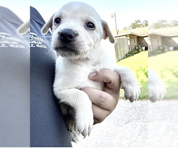 Medium Photo #2 Labrador Retriever-Unknown Mix Puppy For Sale in Houston, TX, USA