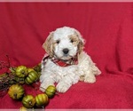 Small Photo #6 Goldendoodle (Miniature) Puppy For Sale in GLEN ROCK, PA, USA