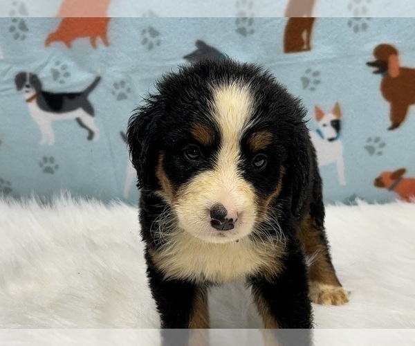 Medium Photo #4 Bernese Mountain Dog Puppy For Sale in DUNDEE, OH, USA