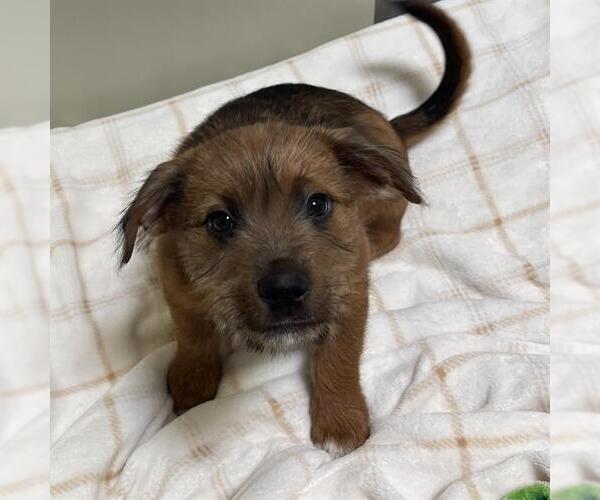 Medium Photo #1 Rottweiler-Unknown Mix Puppy For Sale in Placerville, CA, USA