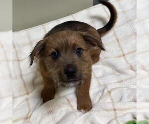 Rottweiler-Unknown Mix Dogs for adoption in Placerville, CA, USA