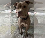 Small #2 Mutt