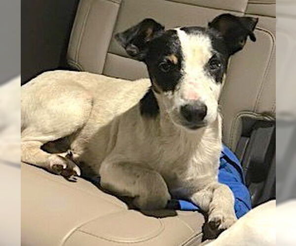 Medium Photo #5 Rat Terrier-Unknown Mix Puppy For Sale in Mount Airy, NC, USA