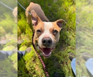 American Pit Bull Terrier-Unknown Mix Dogs for adoption in Woodland, CA, USA