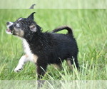 Small #10 Miniature Australian Shepherd