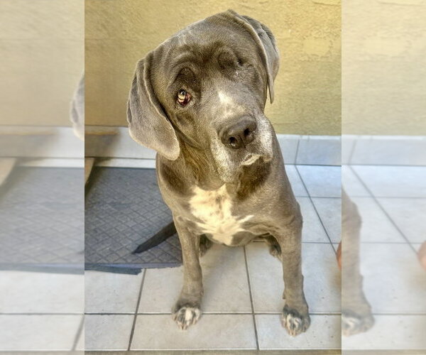 Medium Photo #2 Mutt Puppy For Sale in San Diego, CA, USA