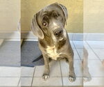 Small Photo #2 Mutt Puppy For Sale in San Diego, CA, USA