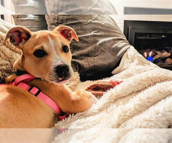 Medium Photo #1 Mutt Puppy For Sale in Santa Rosa, CA, USA