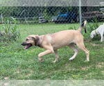 Small #27 Anatolian Shepherd-Rhodesian Ridgeback Mix