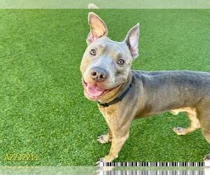American Pit Bull Terrier Dogs for adoption in West Palm Beach, FL, USA