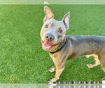Small American Pit Bull Terrier