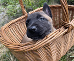 Small #3 Belgian Malinois