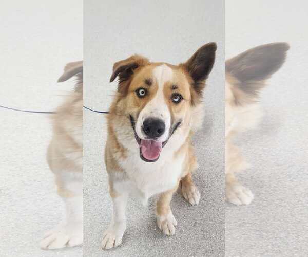 Medium Photo #2 American Staffordshire Terrier-Siberian Husky Mix Puppy For Sale in Phoenix, AZ, USA