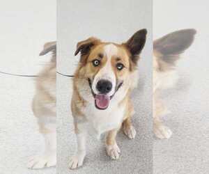 Jubilee - Male American Staffordshire Terrier-Siberian Husky Mix Dog for Adoption - Photo #2