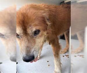 Labrador Retriever Dogs for adoption in Houston, TX, USA