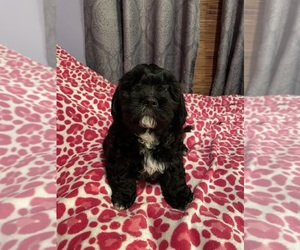 Cavachon Litter for sale in OLYMPIA, WA, USA