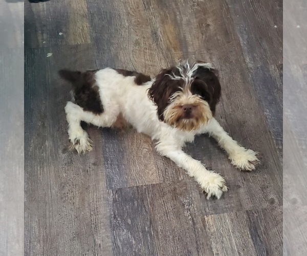 Medium Photo #1 Cockapoo-Poodle (Miniature) Mix Puppy For Sale in GOSHEN, IN, USA