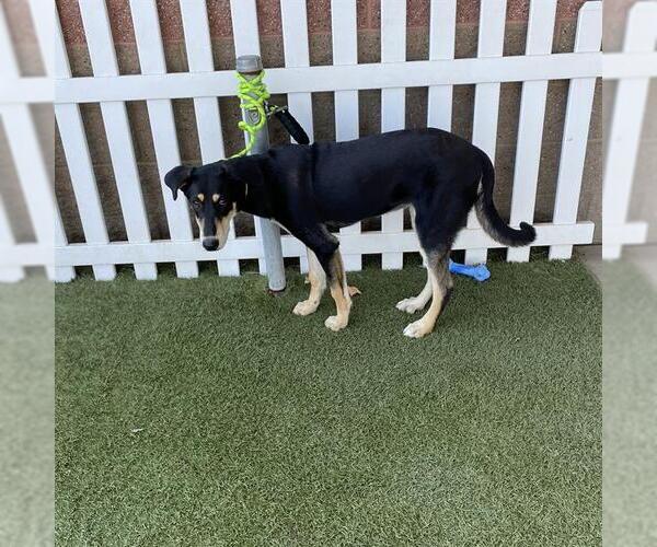 Medium Photo #1 Shepweiller Puppy For Sale in Modesto, CA, USA