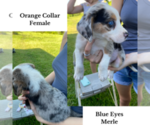 Small Photo #2 Australian Shepherd-Beagle Mix Puppy For Sale in ROSHARON, TX, USA