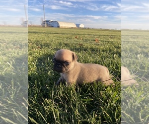 Pug Puppy for sale in SULLIVAN, IL, USA
