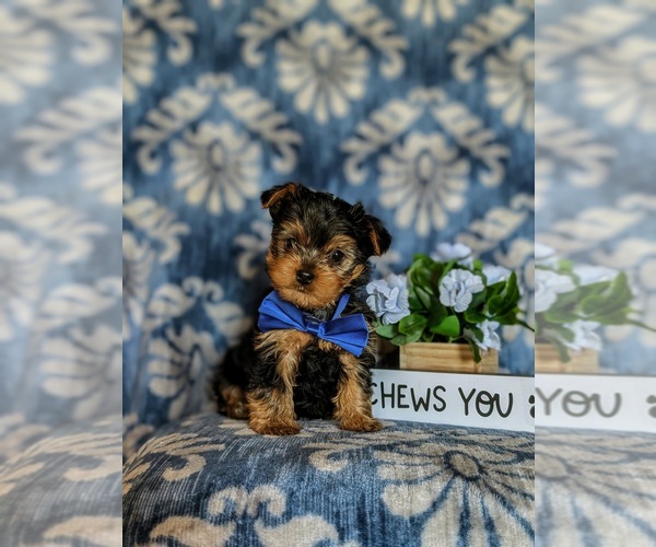 Medium Photo #3 Yorkshire Terrier Puppy For Sale in NEW PROVIDENCE, PA, USA