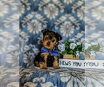 Small Photo #3 Yorkshire Terrier Puppy For Sale in NEW PROVIDENCE, PA, USA