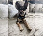 Small Mutt