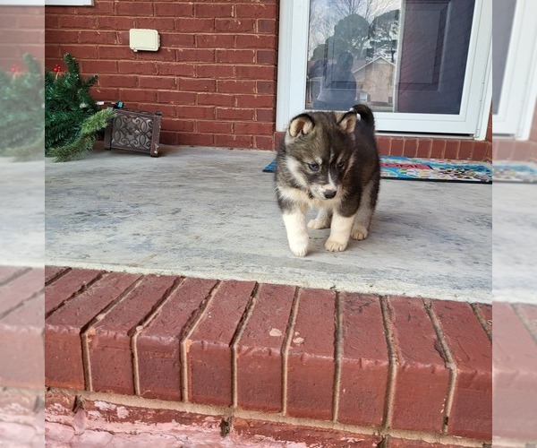 Medium Photo #5 Siberian Husky Puppy For Sale in CROSSVILLE, AL, USA