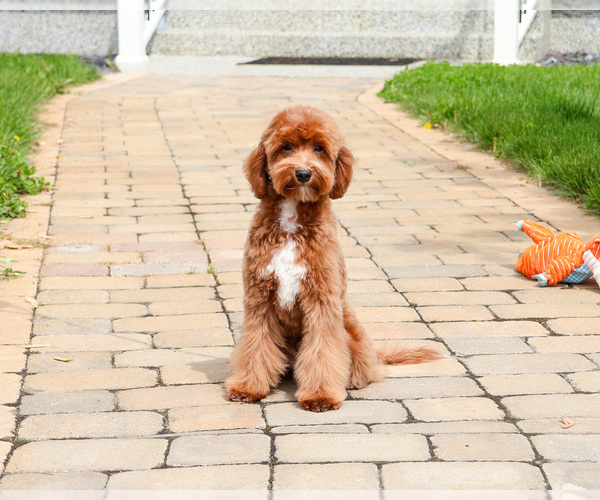 Medium Photo #7 Cavapoo (Miniature) Puppy For Sale in SYRACUSE, IN, USA
