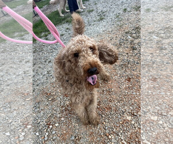 Medium Photo #7 Goldendoodle Puppy For Sale in Pacolet, SC, USA