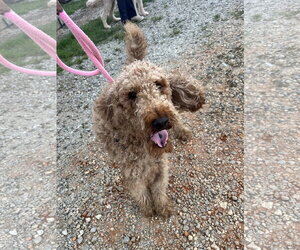 Perry Jul 26 - Male Goldendoodle Dog for Adoption - Photo #7