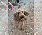 Small Photo #7 Goldendoodle Puppy For Sale in Pacolet, SC, USA