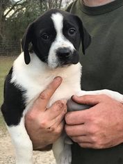 Lab-Pointer-Pointer Mix Puppy for sale in SLOCOMB, AL, USA
