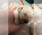 Puppy Orange Golden Retriever