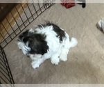 Small #5 ShihPoo