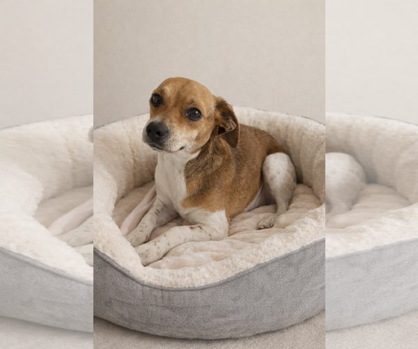 Medium Photo #1 Cheagle Puppy For Sale in Oakhurst, NJ, USA