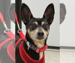 Small #1 Chihuahua