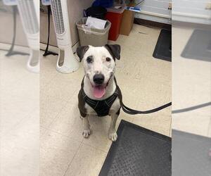 American Pit Bull Terrier-Unknown Mix Dogs for adoption in Stockton, CA, USA