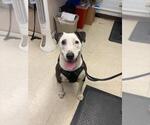 Small American Pit Bull Terrier Mix